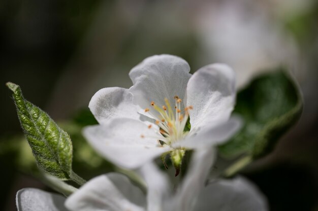 Verschwommene Sicht auf natürliche Blumen