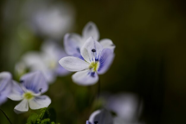 Verschwommene Sicht auf natürliche Blumen