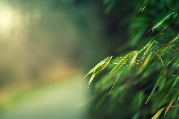 Verschwommene Szene von Ästen im Wald