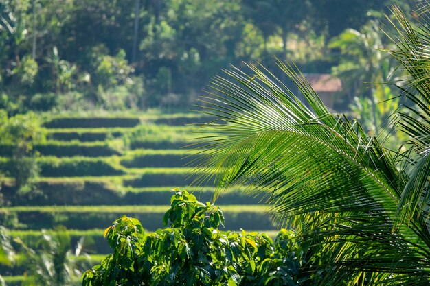 Verschwommener Schuss einer Terrassenplantage