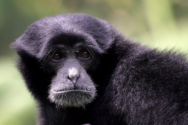 Versengen Sie Gibbon-Gibbons aus nächster Nähe, indem Sie ihre Baby-Primaten Nahaufnahme Tier Nahaufnahme halten