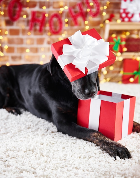 Kostenloses Foto verspielter hund, der ein weihnachtsgeschenk öffnet