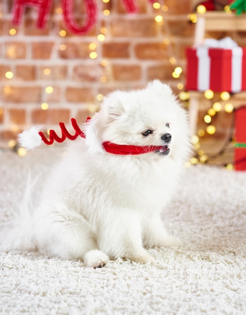 Verspielter Hund mit Weihnachtsmütze