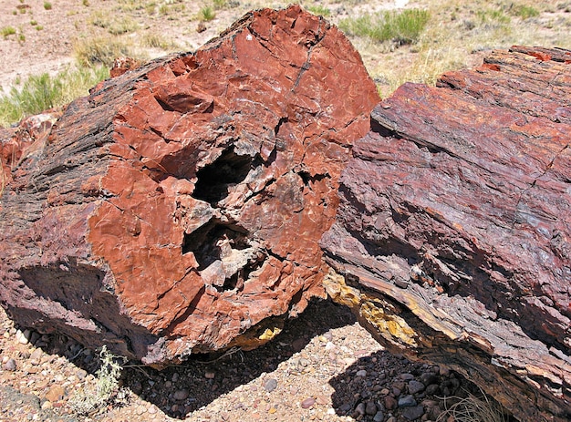 Kostenloses Foto versteinertes holz