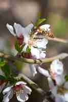 Kostenloses Foto vertikal einer biene auf einer aprikosenblüte in einem garten im sonnenlicht