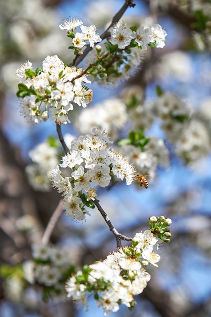 Vertikal einer Biene auf einer Aprikosenblüte in einem Garten im Sonnenlicht