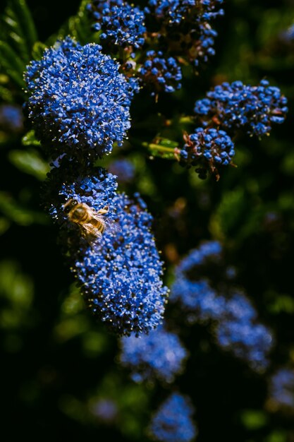 Vertikal einer Hummel thront auf einer Blüte einer Ceanothus-Blume