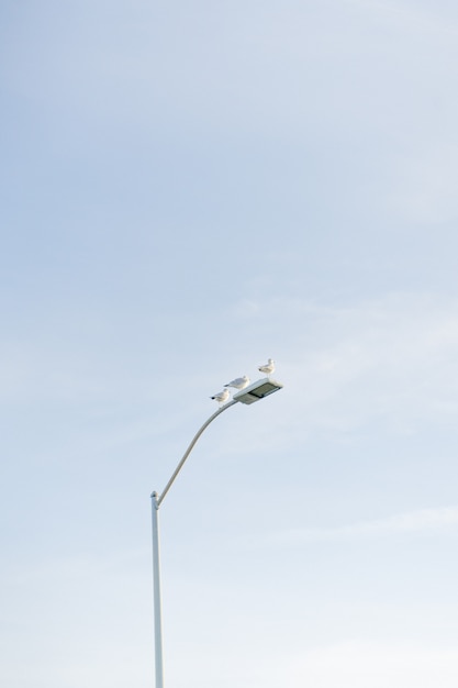Vertikal von den Tauben, die auf einer weißen Straßenlaterne mit dem Himmel sitzen