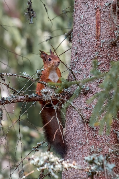 Kostenloses Foto vertikal von einem niedlichen eichhörnchen, das mitten im wald heraushängt