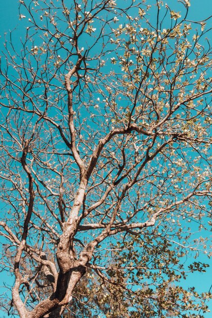 Vertikale Ansicht aus kleinem Winkel eines Baumes, der mit Blättern unter dem Sonnenlicht und einem blauen Himmel bedeckt ist