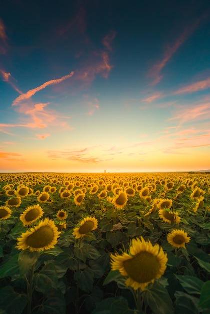 Vertikale Ansicht der Sonnenblumen unter dem bunten Himmel, der in Andalusien, Spanien gefangen genommen wird