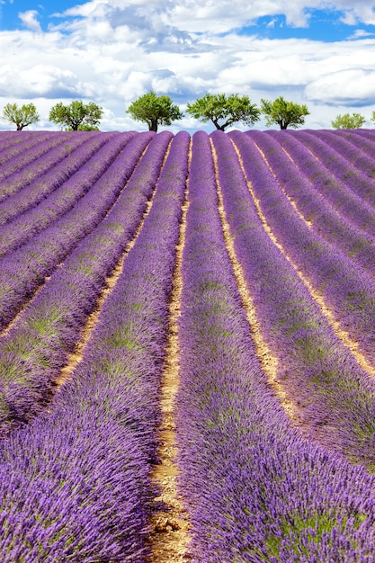 Vertikale Ansicht des Lavendelfeldes mit bewölktem Himmel, Frankreich, Europa