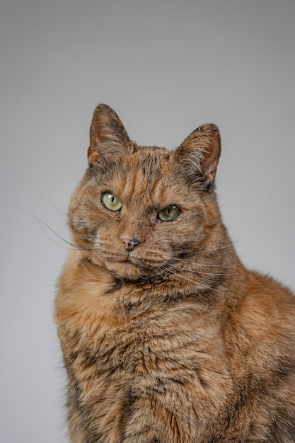 Vertikale ansicht einer orange mürrischen katze