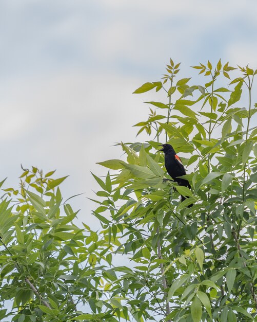 Vertikale Ansicht einer schönen rotflügeligen Amsel, die auf den Blättern eines Baumes sitzt