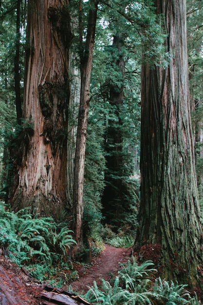 Vertikale Ansicht eines Weges, der tagsüber von Grün in einem Wald umgeben ist - kühl für Hintergründe