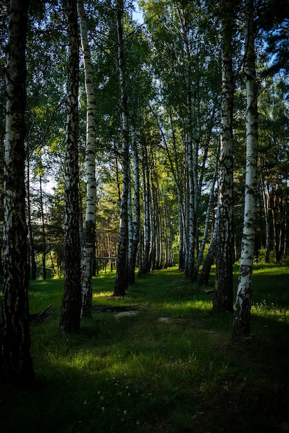 Vertikale Aufnahme der hohen Bäume im Wald an einem sonnigen Tag im Sommer