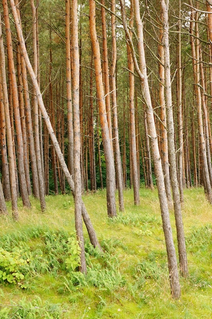 Vertikale Aufnahme der hohen Bäume im Wald