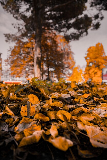 Vertikale Aufnahme der Nahaufnahme von gelben Blättern, die auf den Boden mit unscharfen Bäumen im Hintergrund gefallen sind