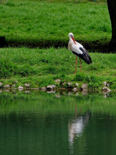 Vertikale Aufnahme der Reflexion eines am See stehenden Weißstorchs