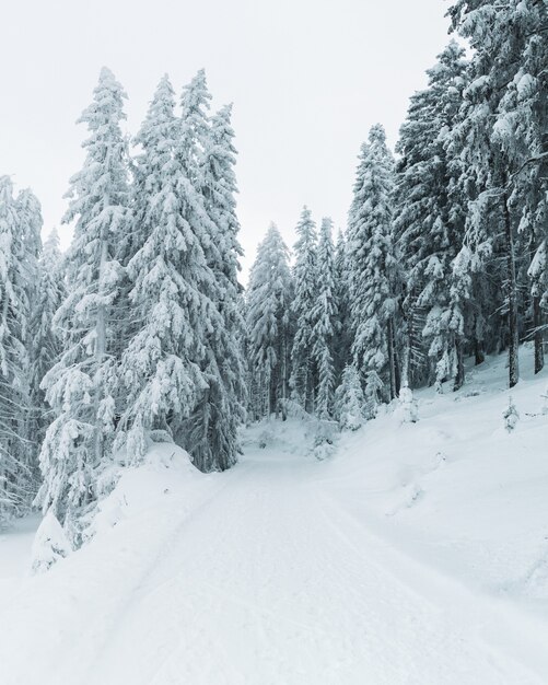 Vertikale Aufnahme der schneebedeckten Kiefern auf einem Hügel, der vollständig mit Schnee bedeckt ist