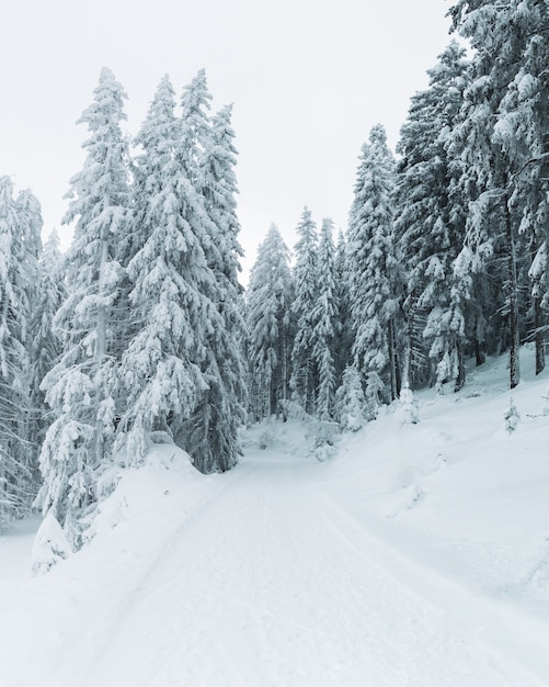 Vertikale Aufnahme der schneebedeckten Kiefern auf einem Hügel, der vollständig mit Schnee bedeckt ist