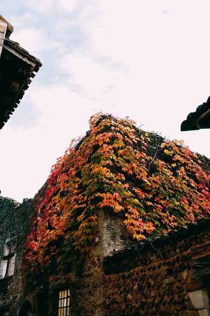 Vertikale Aufnahme der schönen alten Gebäude mit bunten Herbstblättern bedeckt