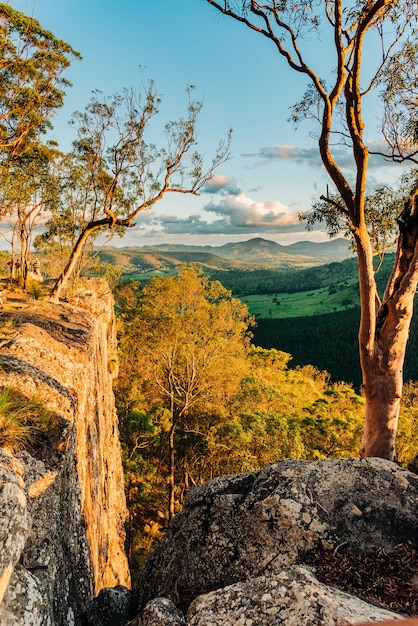 Vertikale Aufnahme der schönen Bäume in den Bergen, die in Queensland, Australien gefangen genommen werden