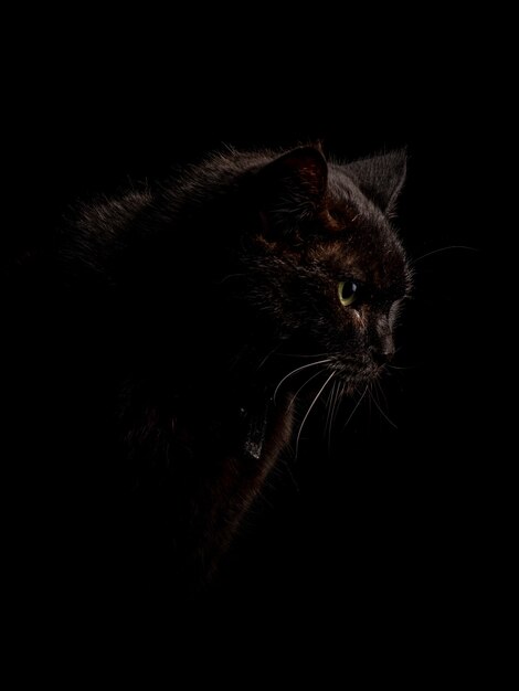 Vertikale Aufnahme der schwarzen Katze in der dunklen Dunkelheit