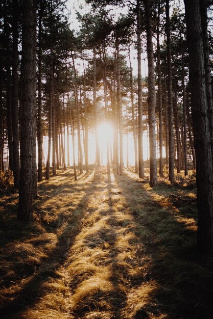 Vertikale Aufnahme der Sonne, die durch die Bäume in einem Wald scheint, der in Domburg, Niederlande gefangen genommen wird