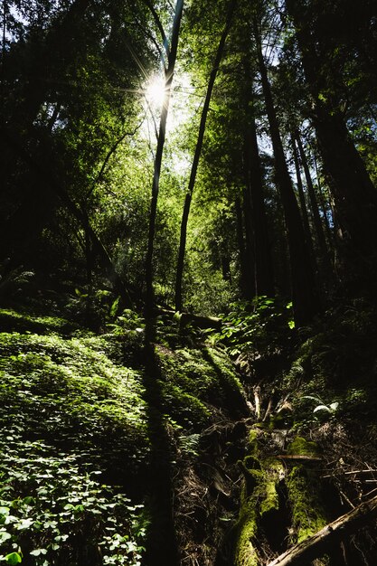 Vertikale Aufnahme der Sonne, die durch hohe Bäume über den Pflanzen bei Redwoods, Kalifornien scheint