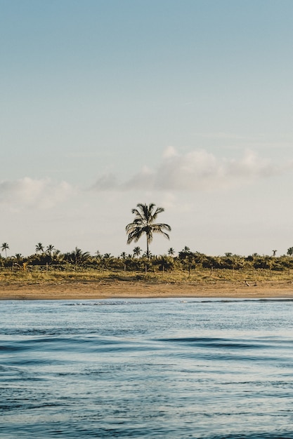 Vertikale Aufnahme des blauen Meeres und der Palmen am Strand an einem bewölkten Tag