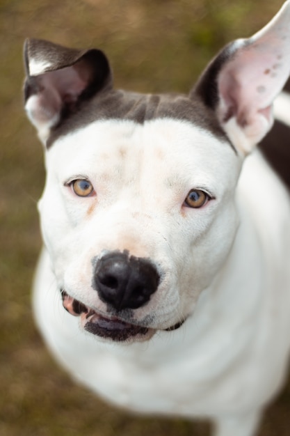 Vertikale Aufnahme des Gesichts eines Dogo Argentino mit schwarz-weißen Mustern