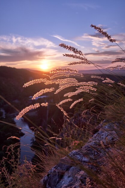 Vertikale Aufnahme des Grases, das bei einem wunderschönen Sonnenaufgang am Morgen auf Hügeln wächst