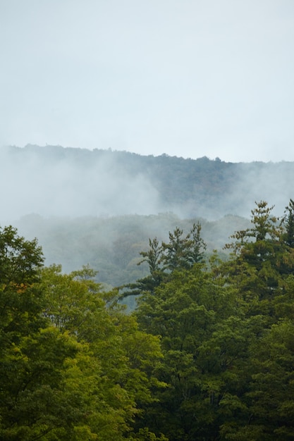 Vertikale Aufnahme des grünen Bergwaldes, der im Nebel in Vermont bedeckt ist