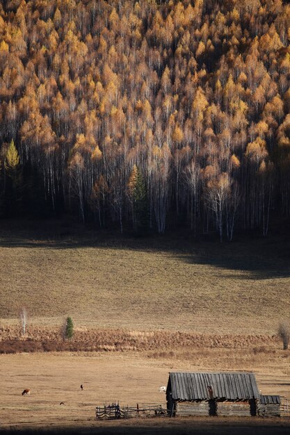 Vertikale Aufnahme des Herbstwaldes in Xijiang, China