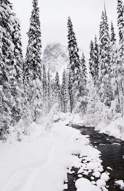 Vertikale Aufnahme des mit Schnee bedeckten Kiefernwaldes im Winter