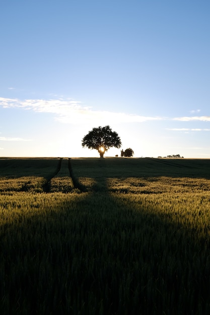 Vertikale Aufnahme des Sonnenaufgangs über einer grünen Wiese voller verschiedener Arten von Pflanzen