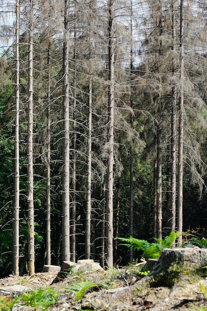 Vertikale Aufnahme des Waldes in schlechtem Zustand aufgrund des Klimawandels