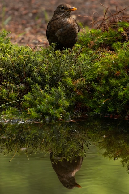 Vertikale aufnahme einer amsel, die auf dem see reflektiert