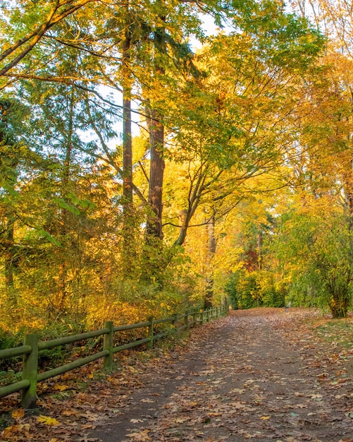 Vertikale Aufnahme einer atemberaubenden Ansicht der schönen bunten Bäume auf einem Feld in einem Park