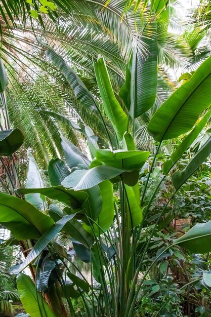 Vertikale Aufnahme einer Bananenpflanze, umgeben von anderen Bäumen