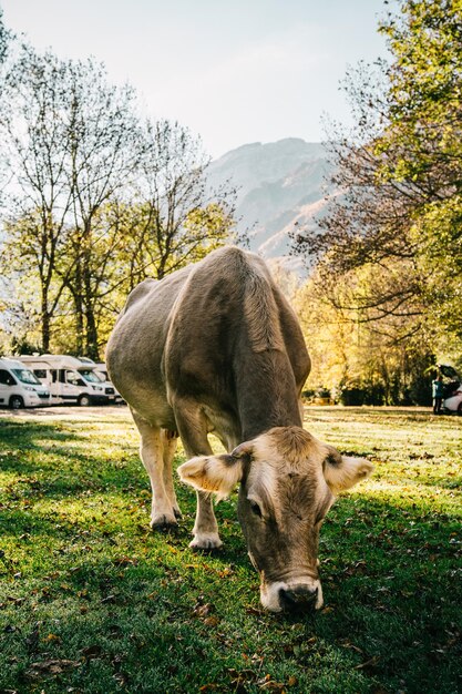 Vertikale Aufnahme einer braunen Kuh, die Gras in den Hügeln isst