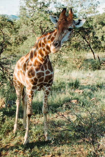 Kostenloses Foto vertikale aufnahme einer giraffe nahe bäumen und pflanzen an einem sonnigen tag