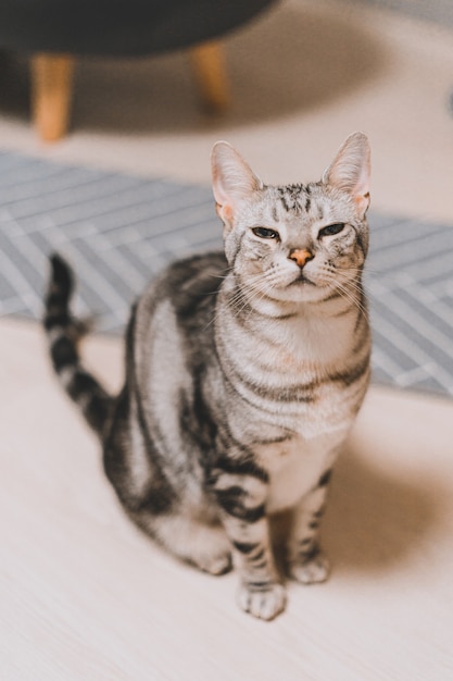 Vertikale Aufnahme einer grau getigerten Katze, die auf einer weißen Oberfläche mit einem verschlafenen Gesicht sitzt