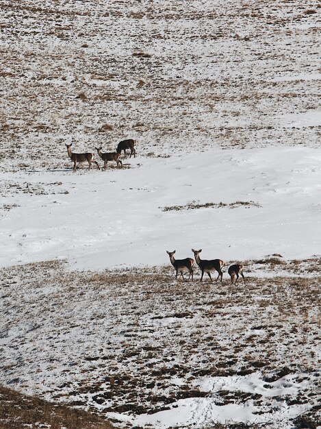 Vertikale Aufnahme einer Gruppe von Hirschen im verschneiten Tal