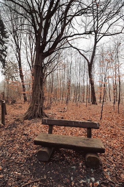 Vertikale Aufnahme einer Holzbank in einem Waldpark mit einem düsteren Himmel im Hintergrund