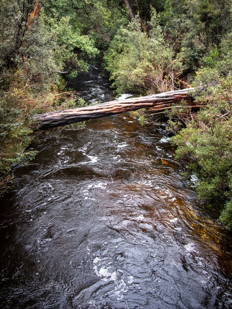 Vertikale Aufnahme einer Holzbrücke über einen kleinen Fluss durch einen Wald