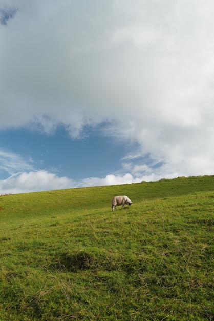 Vertikale Aufnahme einer isolierten Kuh, die Gras auf einem großen Feld und dem bewölkten Himmel isst