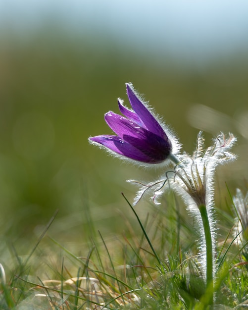 Vertikale Aufnahme einer lila Pasque-Blume