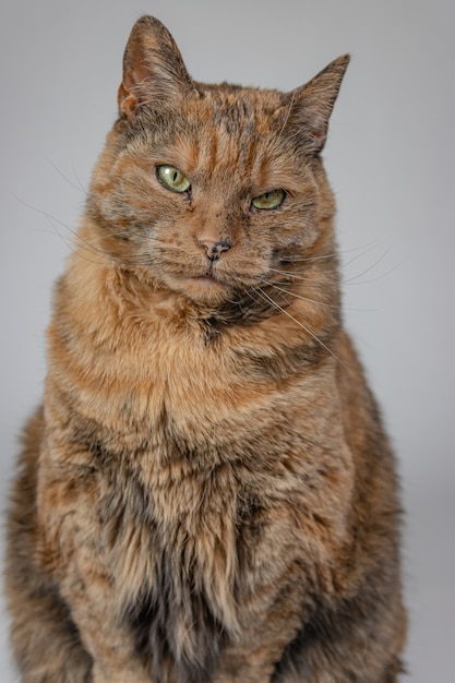 Vertikale Aufnahme einer mürrischen Katze, die die Kamera betrachtet